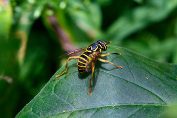 hover fly - a syrphid fly - mimicking a wasp