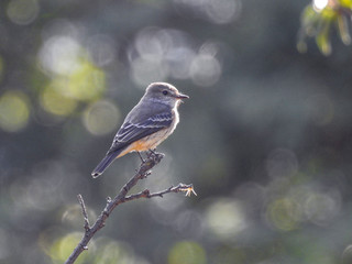 Aves do hobbie de Passarinhar
@gilbertojrphotography