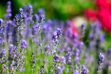 Blooming lavender in a field close-up, in the summer in the rays of the sun at sunset. Selective focus.