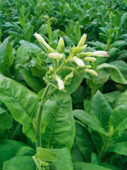 Young tobacco plants green leaf natural growing in field, Nepal.