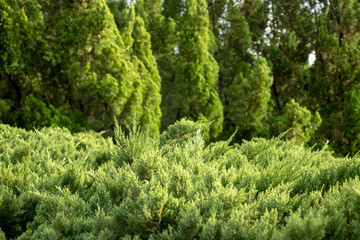 Green plants and a bunch of trees