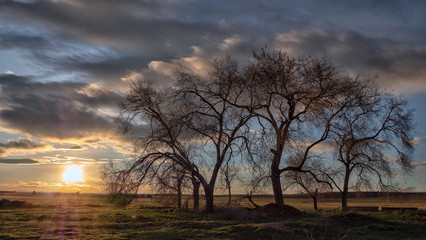 Atardecer entre las ramas de los árboles