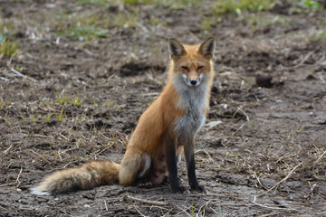 Mother fox