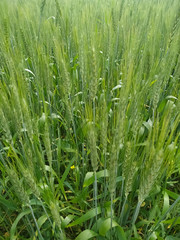 Fototapeta na wymiar Natural wheat seedlings in a field green fresh.