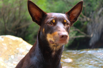 Kelpie