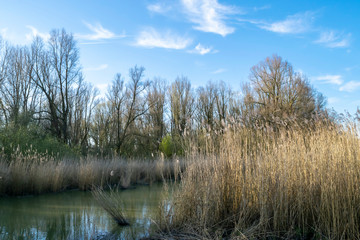 Quiet evening spring nature of soft colors with forest  and pond on the blue sky background in the nature reserve Wilgenbos Almere de Vaart.