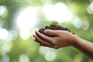 Agriculture. Farmer and nature baby plant in hands.