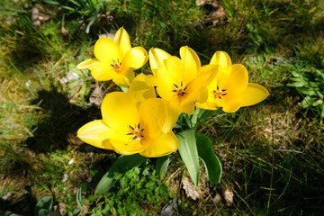 Obraz premium Tulipes jaunes au début du printemps