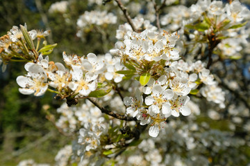 fleurs de poirier au début du printemps