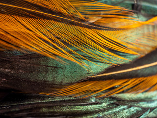 super macro abstract feather background