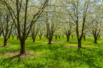 Landscape with flowering fruit trees near Ortenberg