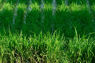 rice tree in  rice field planting farm  . The sunrise on rice field