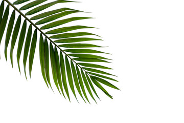 Naklejka na ściany i meble leaves of coconut isolated on white background for design elements, tropical leaf, summer background