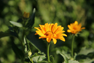 Medicinal plants . Yellow Echinacea Flowers.  Health. Immunity. Natural floral background. Hd wallpaper flowers nature wallpapers for desktop backgrounds.