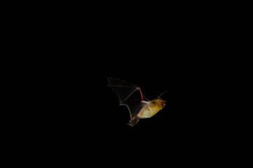 Fototapeta na wymiar Bat Chiroptera flying at night profile view, isolated on black background