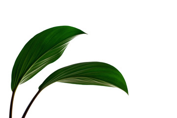 tropical green leaf isolated on white background for design elements, summer background