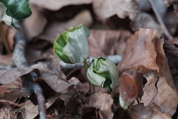Wald - Buchenkeimling schiebt sich durch die dicke Laubschicht