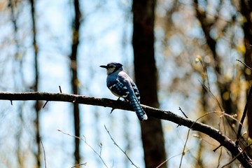 Blue Jay Bird Sitting on a Tree Branch in Spring - Cyanocitta Cristata