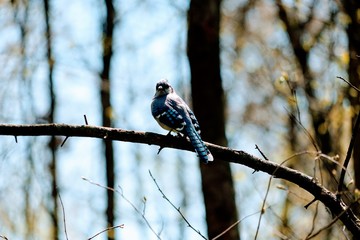 Blue Jay Bird Sitting on a Tree Branch in Spring - Cyanocitta Cristata