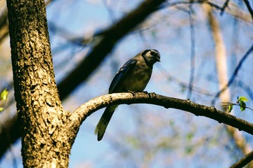 Blue Jay Bird Sitting on a Tree Branch in Spring - Cyanocitta Cristata