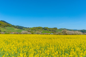 Landscape with rape field near Ortenberg