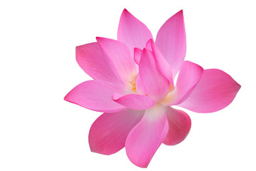 Obraz na płótnie Canvas pink lotus flower isolated