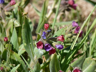 Common lungwort Pulmonaria officinalis flowering in spring meadow, with its flowers and leaves visible