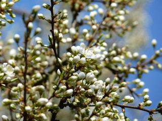 Blackthorn Prunus spinosa with budding and blossoming flowers in spring. Blurred and blue sky background.