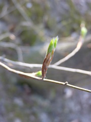 European beech Fagus sylvatica bud with tiny freshly budding leaves on a twig. Blurred forest in the background