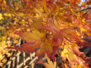 Orange maple leaves close up