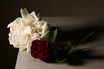 Due romantiche rose antiche isolate su fondo grigio, primo piano