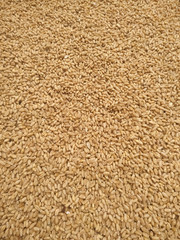 Dried wheat seeds arranged as background. Nepal