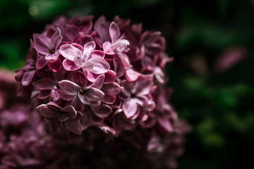 Sprig of a flowering/blossoming bush of decorative lilac on a background of green foliage in the garden at spring.