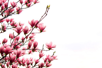 Blooming magnolia tree with pink flowers on branches on a white background.