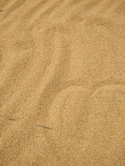 Dried wheat seeds arranged as background. Nepal