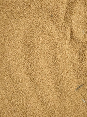 Fototapeta na wymiar Dried wheat seeds arranged as background. Nepal