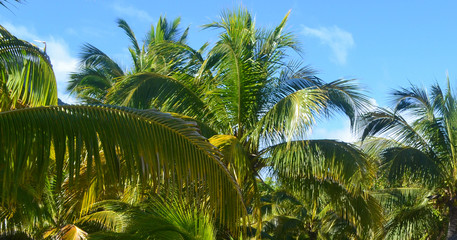 Palm trees under the blue sky on a tropical island