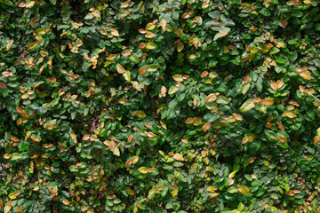 Nature background. Gold and green tropical small leaves