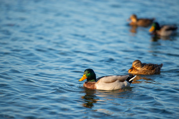 ducks on the lake on a summer day