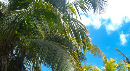 Palm trees under the blue sky on a tropical island