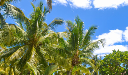 Palm trees under the blue sky on a tropical island