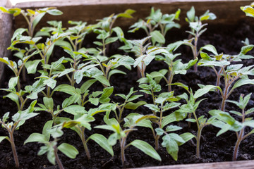 Spring cultivation of tomato seedlings in crates.