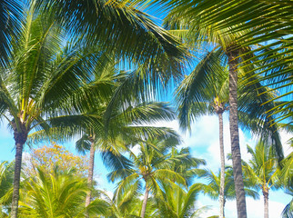 Fototapeta na wymiar Palm trees under the blue sky on a tropical island