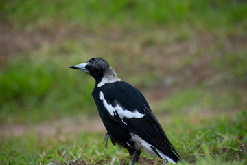 Magpie