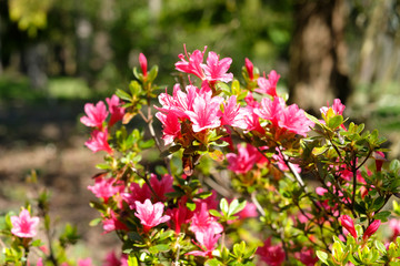 Fleurs rouges au début du printemps