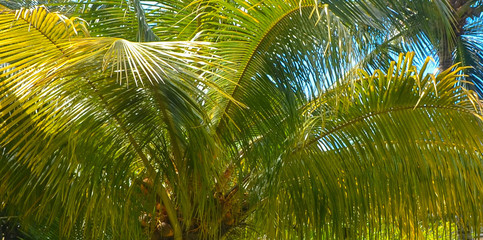 Palm trees under the blue sky on a tropical island