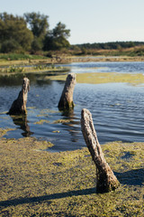swampy area in the riverbed of the city. concept: protecting the environment from pollutants and...