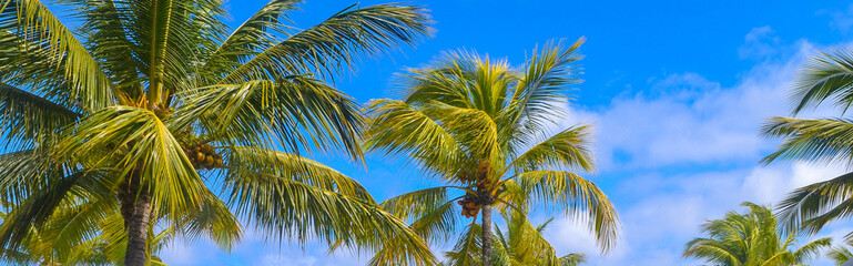 Palm trees under the blue sky on a tropical island