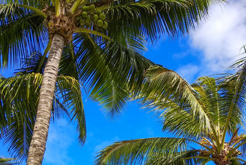 Palm trees under the blue sky on a tropical island