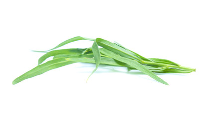 Tarragon herbs isolated on white